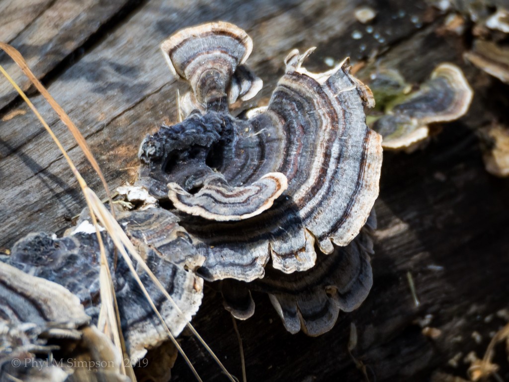 Woodland Fungi  by elatedpixie
