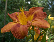 22nd May 2019 - From irises to daylilies