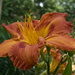 From irises to daylilies by eudora