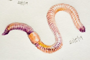 21st May 2019 - Earth Worm