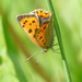 Small Copper   by jesika2