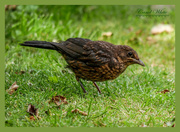 26th May 2019 - Juvenile Blackbird