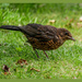 Juvenile Blackbird by carolmw