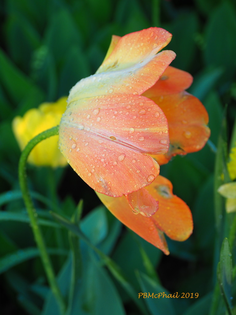 Raindrops on Tulips 1 by selkie