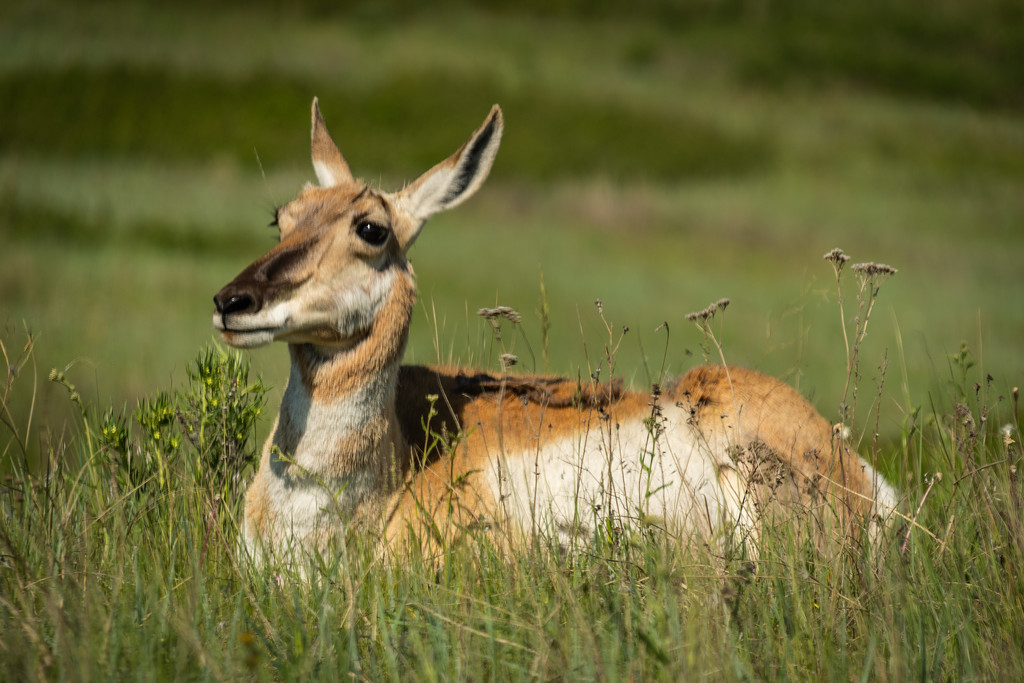 Antelope At Rest by 365karly1