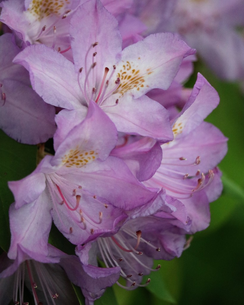 May 19: Rhododendron by daisymiller