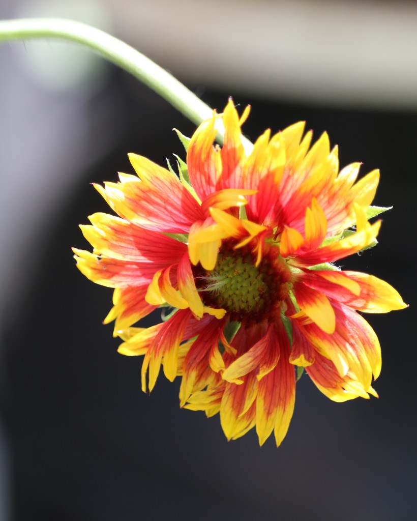 May 26: Blanket Flower by daisymiller