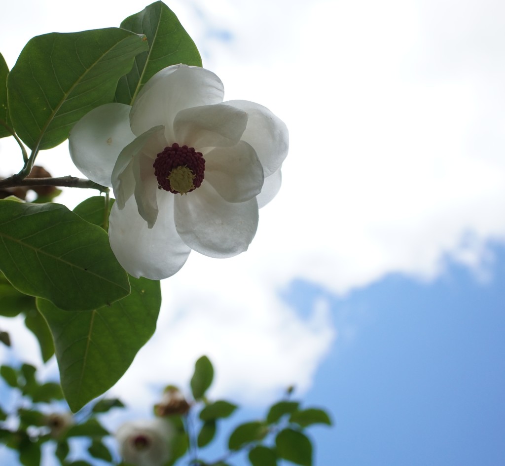 magnolia sieboldii colossus  by quietpurplehaze