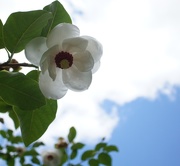 26th May 2019 - magnolia sieboldii colossus 