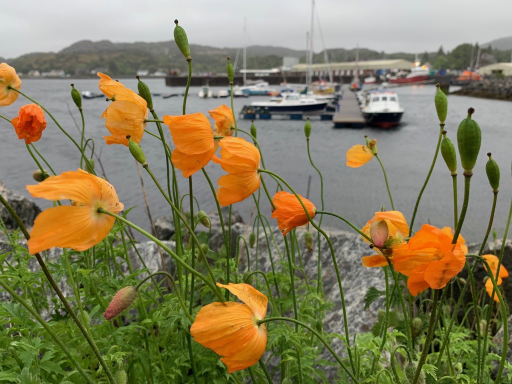 Poppies at the pier by 365projectmaxine
