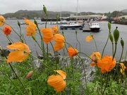 26th May 2019 - Poppies at the pier