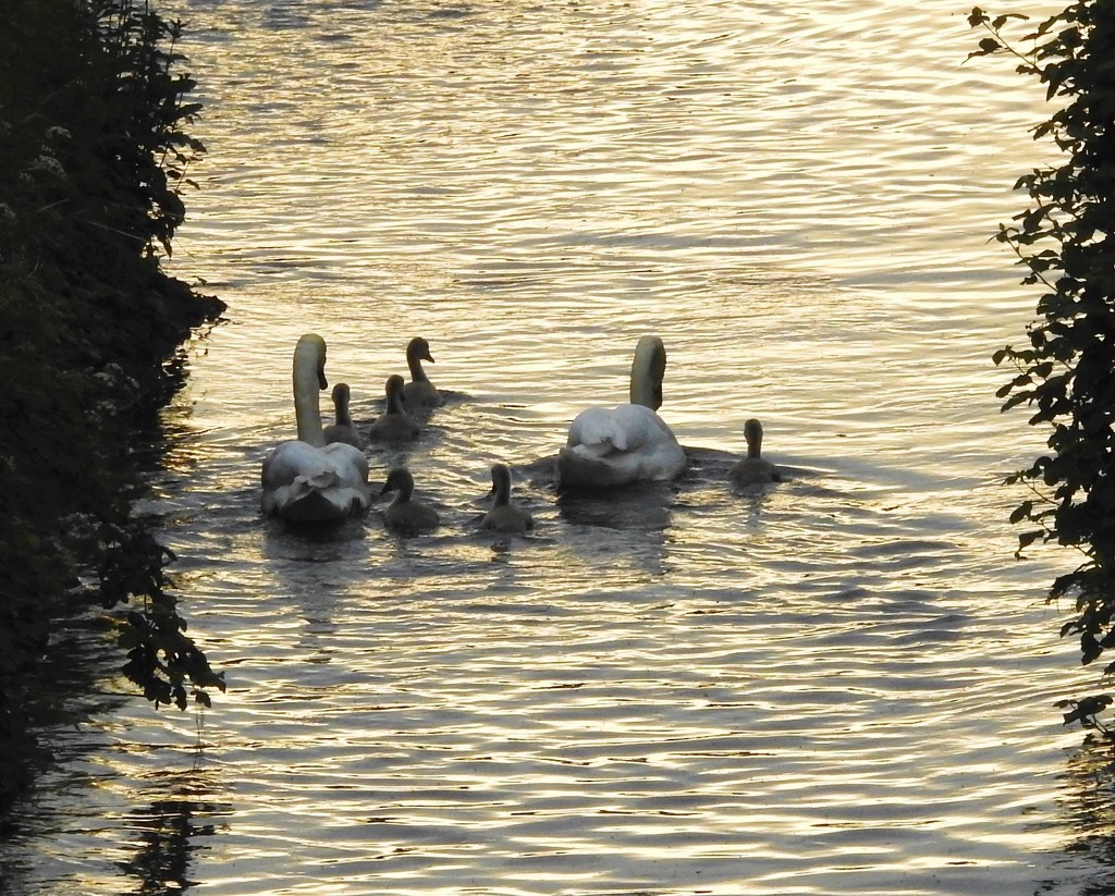 Sunset Swans by oldjosh