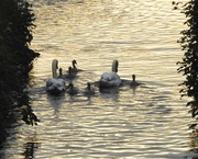 19th May 2019 - Sunset Swans