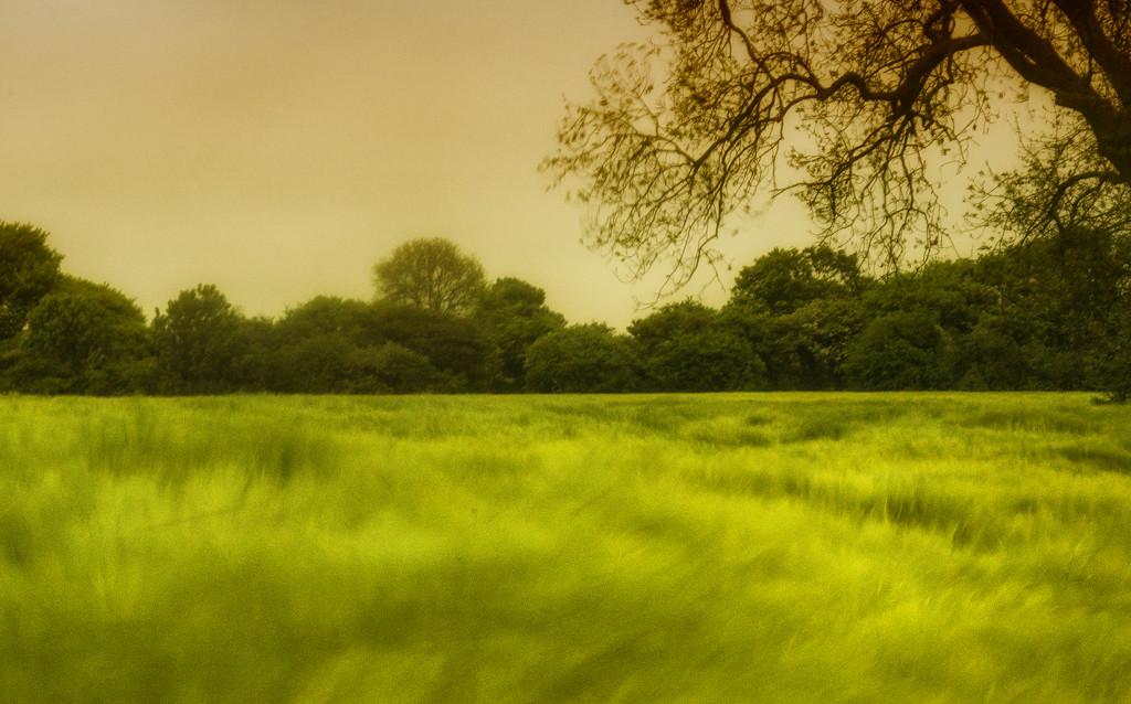 Wind through the Wheatfield by fbailey