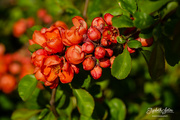 26th May 2019 - Chaenomeles japonica