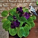 African Violet Saved ~     by happysnaps