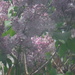 Lilac by spanishliz