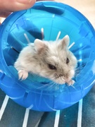 23rd May 2019 - Rey the Hamster 