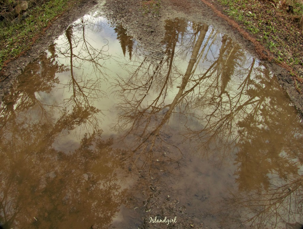 Puddle Reflections by radiogirl