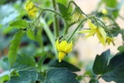27th May 2019 - Tomato Blooms