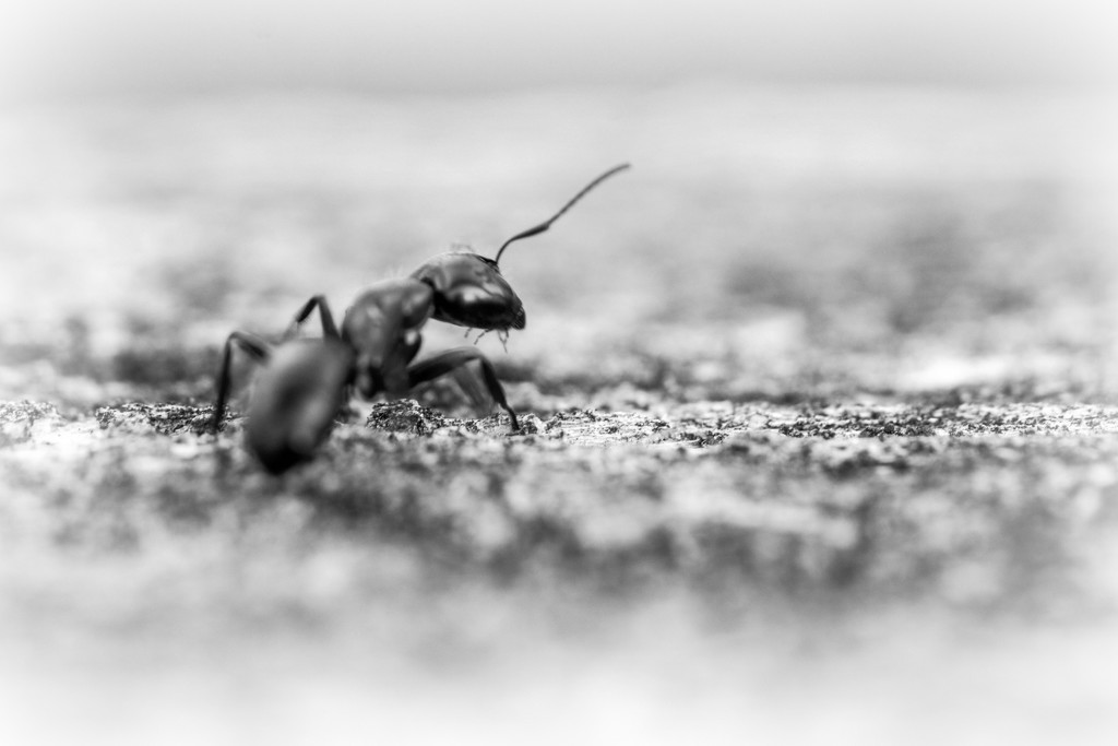 Ant on the Fence by farmreporter