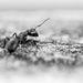 Ant on the Fence by farmreporter