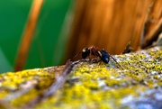 25th May 2019 - Ant on the Fence in Colour