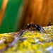 Ant on the Fence in Colour by farmreporter