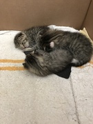 26th May 2019 - Kittens 