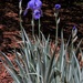Variegated Sweet Iris by sandlily