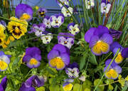 26th May 2019 - Pansies in a Pot