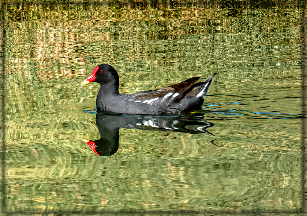 A Moorhen doing it's round by ludwigsdiana