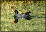 27th May 2019 - A Moorhen doing it's round