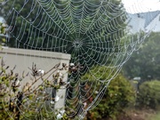 27th May 2019 - Another web taken last week.