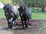 26th May 2019 - plowing