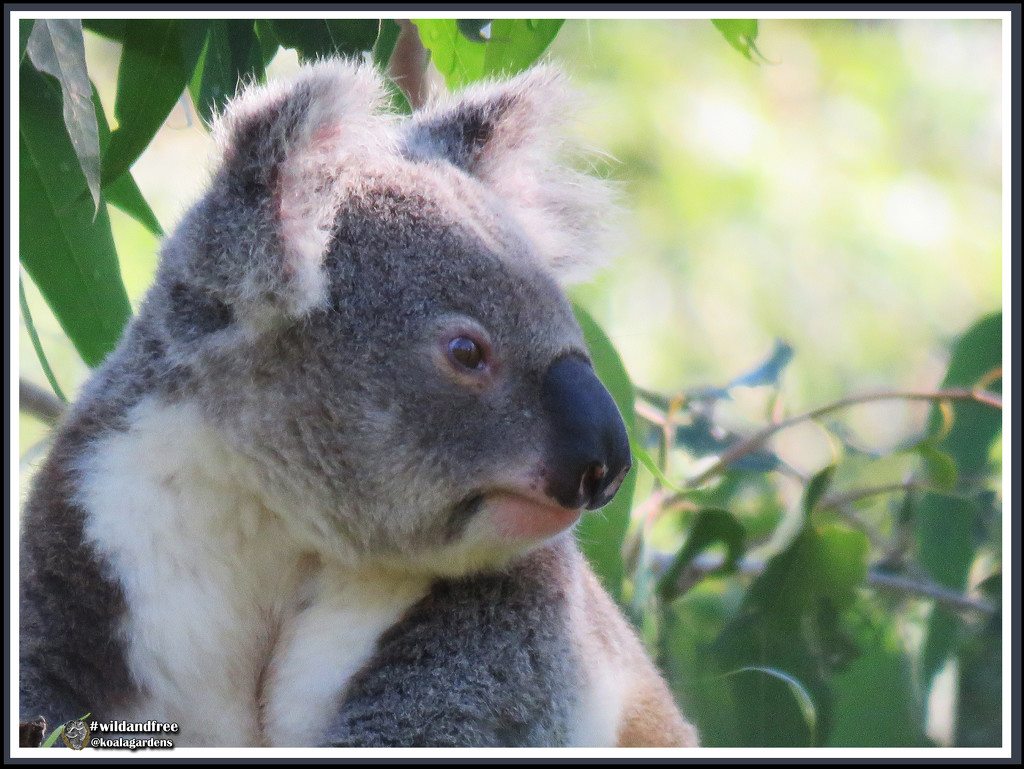 my best side by koalagardens