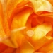 Rose petals by mattjcuk