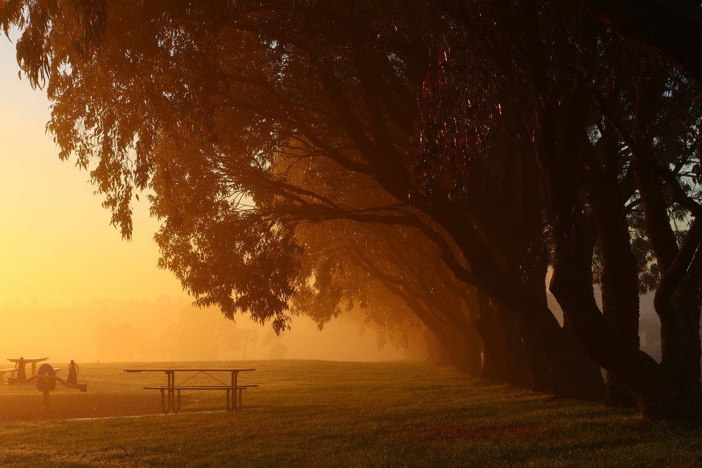 Park sunrise by gilbertwood