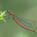 Large Red Damselfly by philhendry