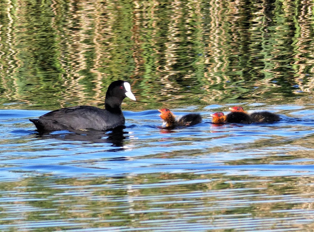 Coot family by julienne1