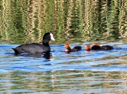 26th May 2019 - Coot family