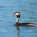 Great Crested Grebe by philhendry
