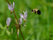 24th May 2019 - bumble bee and shooting star