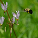 bumble bee and shooting star by rminer