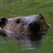 beaver  by rminer