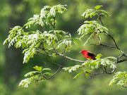 24th May 2019 - scarlet tanager landscape