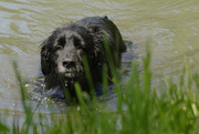26th May 2019 - wet dog