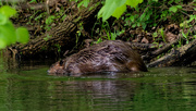 24th May 2019 - beaver 