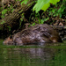 beaver  by rminer