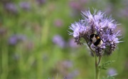 27th May 2019 - The Bumblebee 